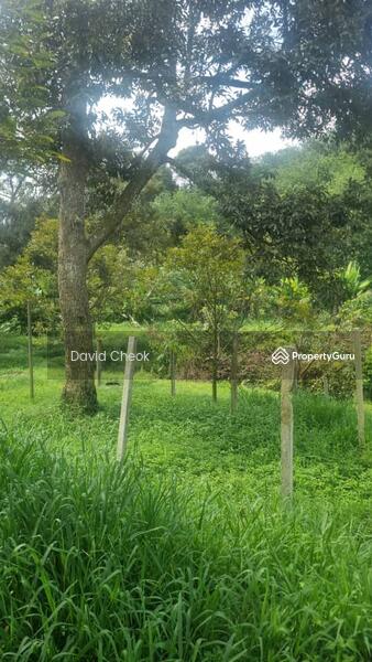 Agricultural Land for Sale in Jimah (Negeri Sembilan) - David Cheok - Garden - PropertyGuru.com.my