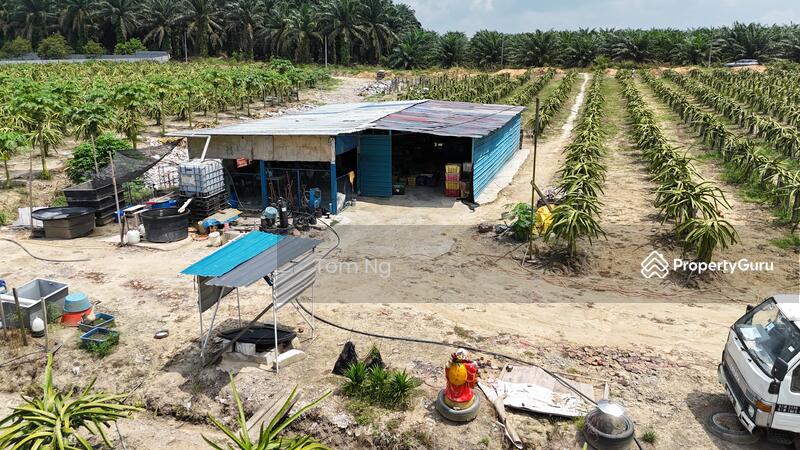 Untuk Dijual - Ulu tiram ban foo