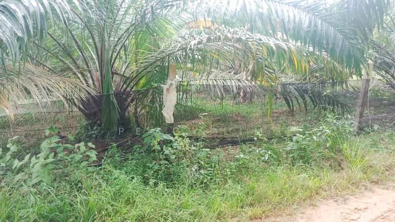 Agricultural Land for Rent in Semenyih (Selangor) - Peggy Lim - Garden - PropertyGuru.com.my