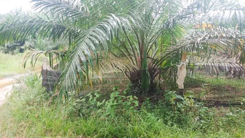Agricultural Land for Rent in Semenyih (Selangor) - Peggy Lim - Exterior - PropertyGuru.com.my
