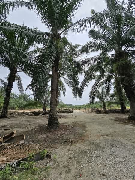 Agricultural Land for Sale in Seri Manjung (Sitiawan) - Eugene Choo - Exterior - PropertyGuru.com.my