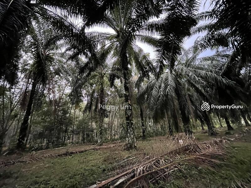 For Sale - Terung, Perak