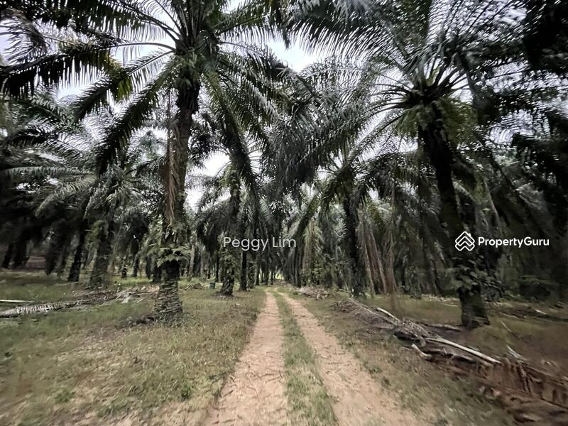 For Sale - Terung, Perak