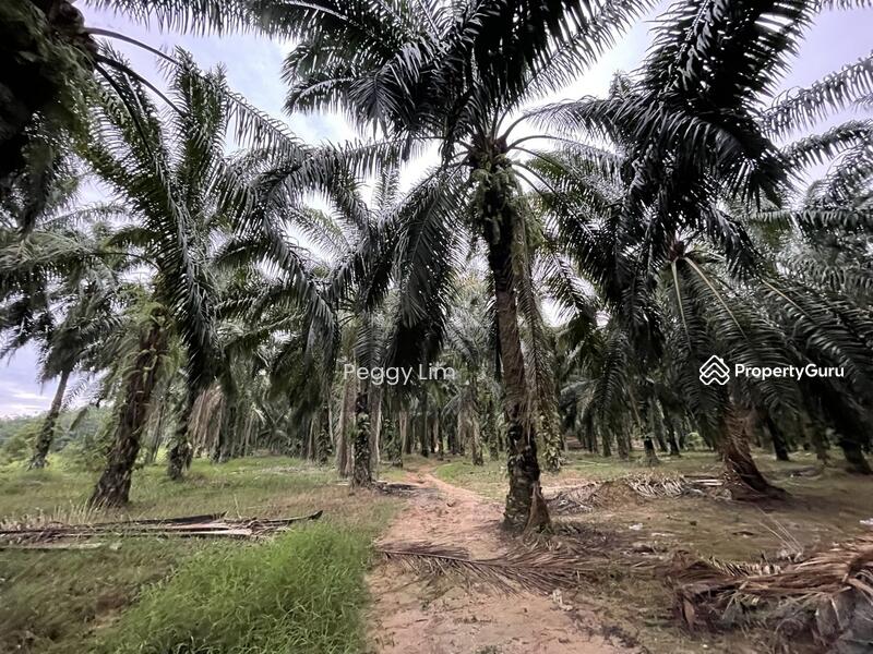 For Sale - Terung, Perak