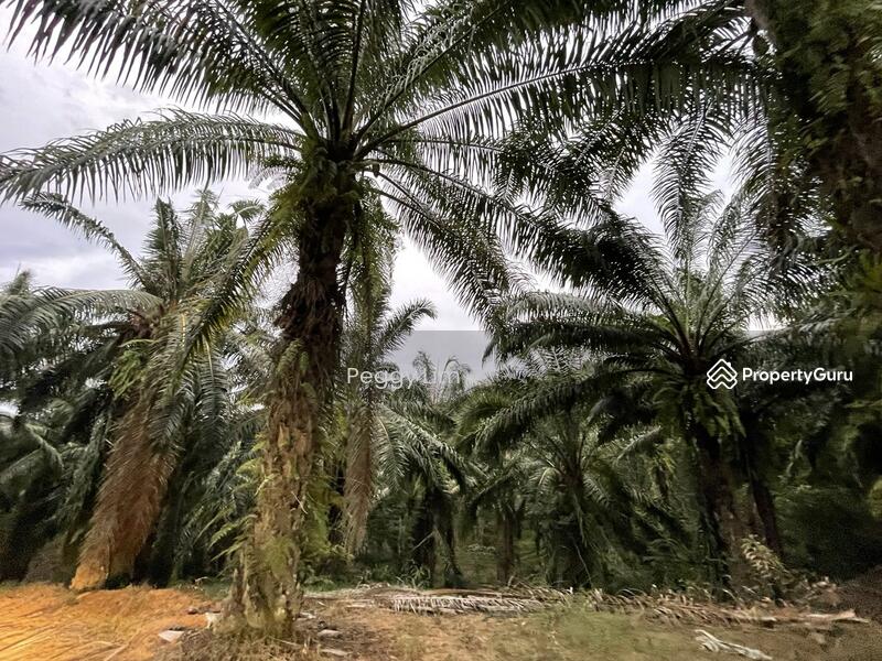 For Sale - Terung, Perak