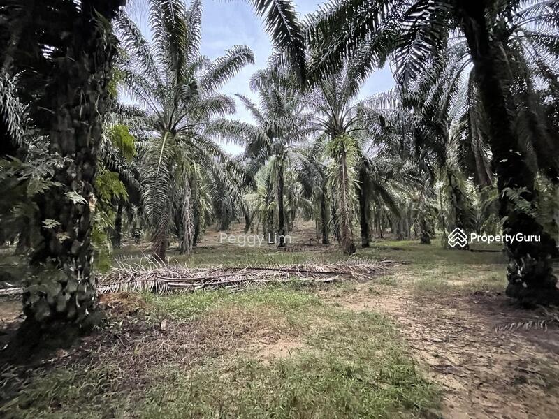 For Sale - Terung, Perak