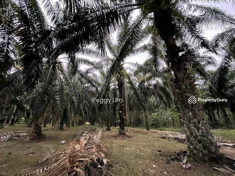 For Sale - Terung, Perak