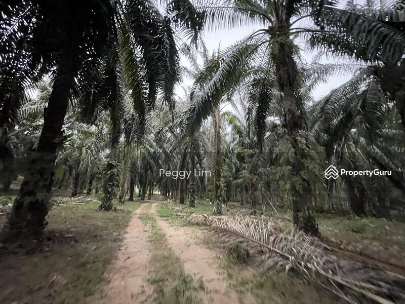 For Sale - Terung, Perak