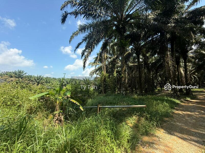 Agricultural Land for Sale in Kota Tinggi (Johor) - TY Tan - Others - PropertyGuru.com.my