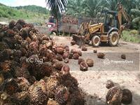 For Sale - Kuala Lipis 5000 Acres Oil Palm Plantation For Sale.