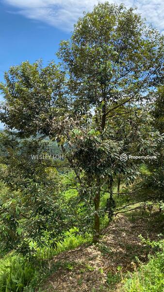 For Sale - kampung sungai dua
