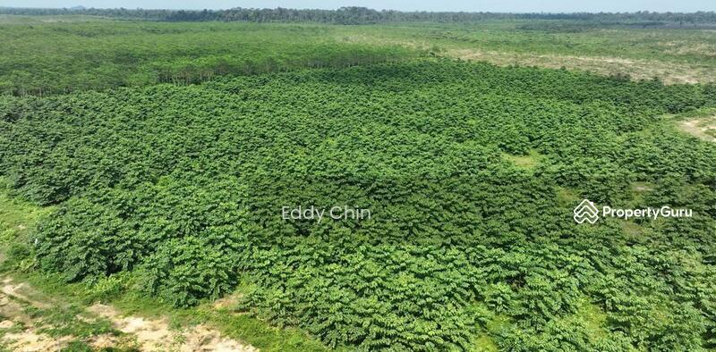 Agricultural Land for Sale in Hulu Tembeling (Pahang) - Eddy Chin - Others - PropertyGuru.com.my