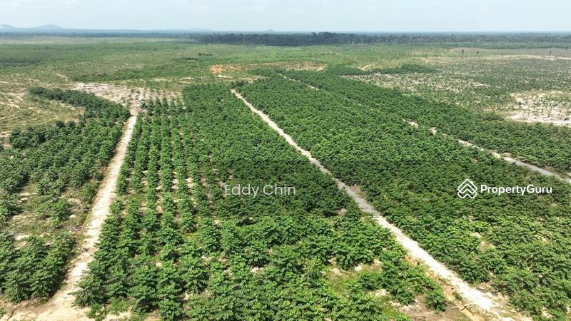 Agricultural Land for Sale in Hulu Tembeling (Pahang) - Eddy Chin - Others - PropertyGuru.com.my
