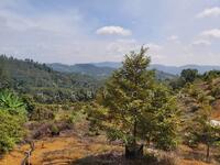 For Sale - 6.73acre Durian Farm, Near the Valley, Karak, Pahang