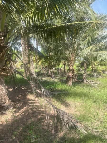Agricultural Land for Sale in Butterworth (Penang) - Pak Sim Wong - Exterior - PropertyGuru.com.my