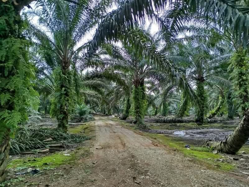 Tanah Pertanian untuk Dijual di Kampung Batu 26 (Pekan Nanas) - Alexius Lim - Others - PropertyGuru.com.my