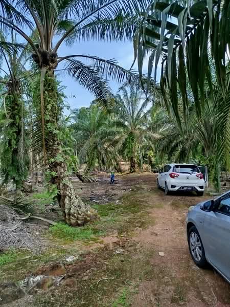 Tanah Pertanian untuk Dijual di Kampung Batu 26 (Pekan Nanas) - Alexius Lim - Others - PropertyGuru.com.my