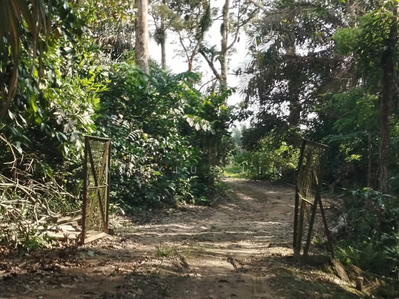 Tanah Pertanian untuk Dijual di Kampung Batu 26 (Pekan Nanas) - Alexius Lim - Others - PropertyGuru.com.my
