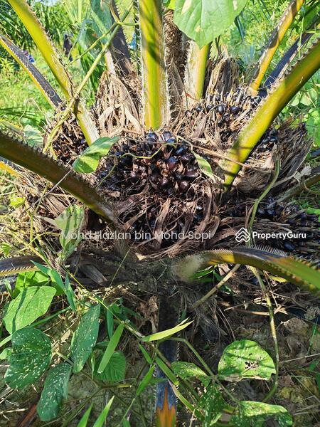 Untuk Dijual - Kebun Sawit 7.5 Relong @ Lanai, Baling