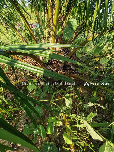 Untuk Dijual - Kebun Sawit 7.5 Relong @ Lanai, Baling