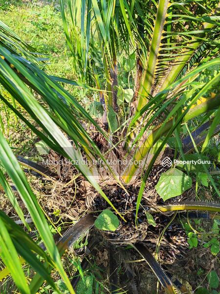 Untuk Dijual - Kebun Sawit 7.5 Relong @ Lanai, Baling