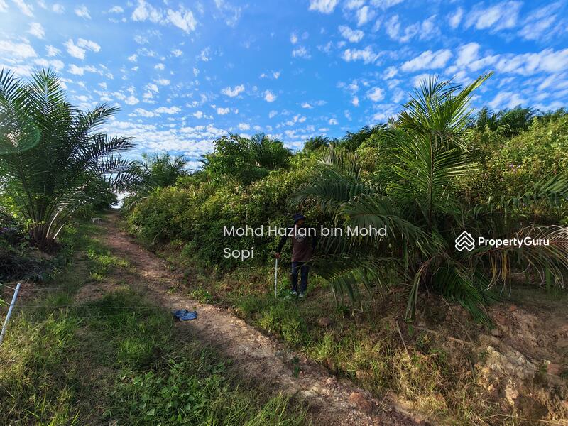 Untuk Dijual - Kebun Sawit 7.5 Relong @ Lanai, Baling