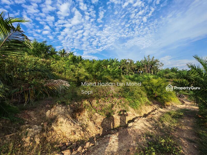 Untuk Dijual - Kebun Sawit 7.5 Relong @ Lanai, Baling