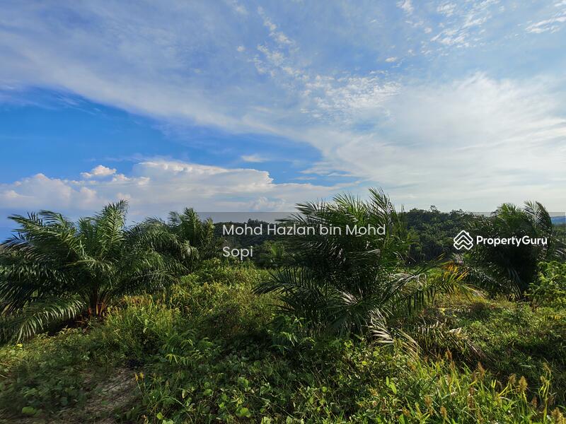 Untuk Dijual - Kebun Sawit 7.5 Relong @ Lanai, Baling