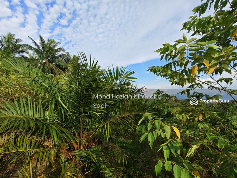 Untuk Dijual - Kebun Sawit 7.5 Relong @ Lanai, Baling