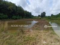 For Sale - durian tunggal