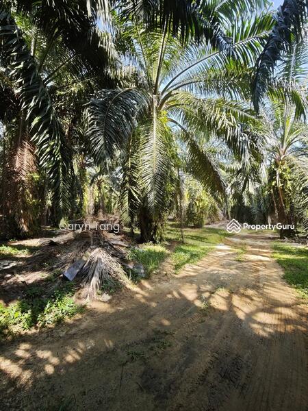 Untuk Dijual - Batu Gajah Agricultural Land