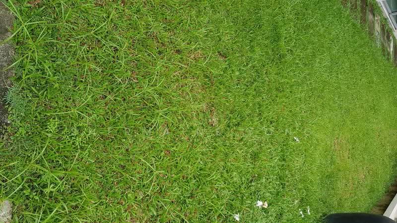 Residential Land for Sale in Desa Parkcity (Kuala Lumpur) - Shermaine Yong - Garden - PropertyGuru.com.my
