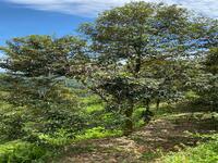 For Sale - PAHANG