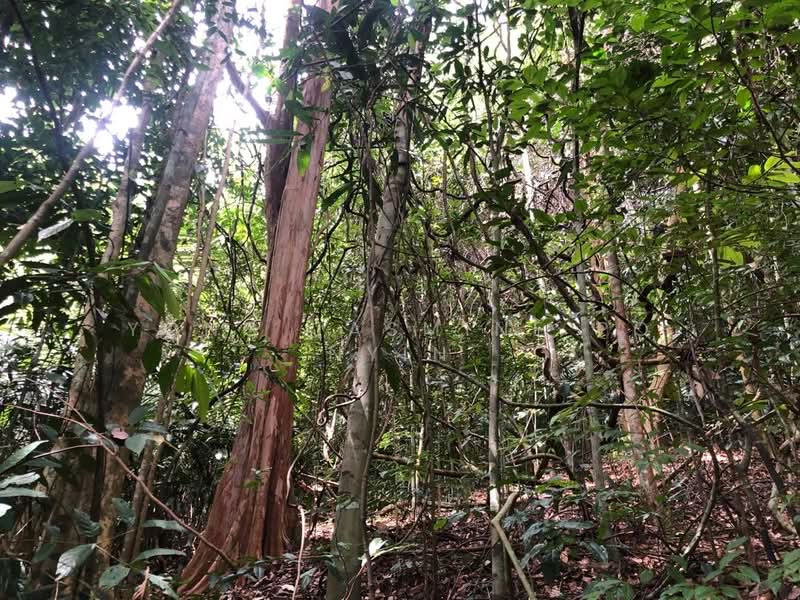 Tanah Pertanian untuk Dijual di Bandar Bukit Beruntung (Bukit Beruntung) - Yong Jasmine Po Nyin - Exterior - PropertyGuru.com.my