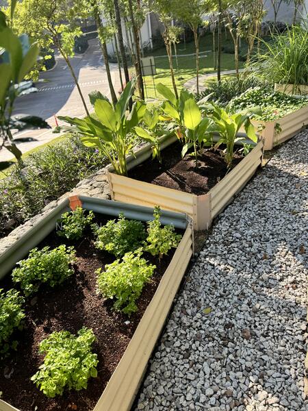 Herbs Garden