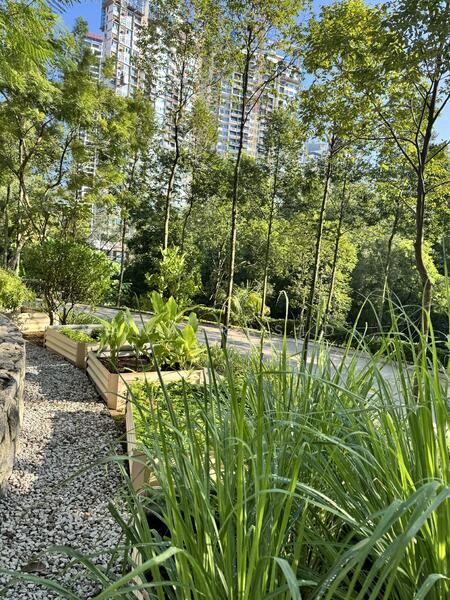 Herbs Garden