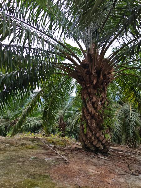 Agricultural Land for Sale in Kampung Parit (Kuala Pilah) - Wendy Ng - Exterior - PropertyGuru.com.my
