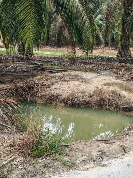 Agricultural Land for Sale in Kampung Parit (Kuala Pilah) - Wendy Ng - Exterior - PropertyGuru.com.my
