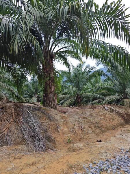 Agricultural Land for Sale in Kampung Parit (Kuala Pilah) - Wendy Ng - Exterior - PropertyGuru.com.my