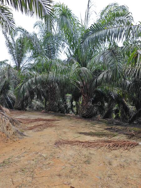 Agricultural Land for Sale in Kampung Parit (Kuala Pilah) - Wendy Ng - Exterior - PropertyGuru.com.my