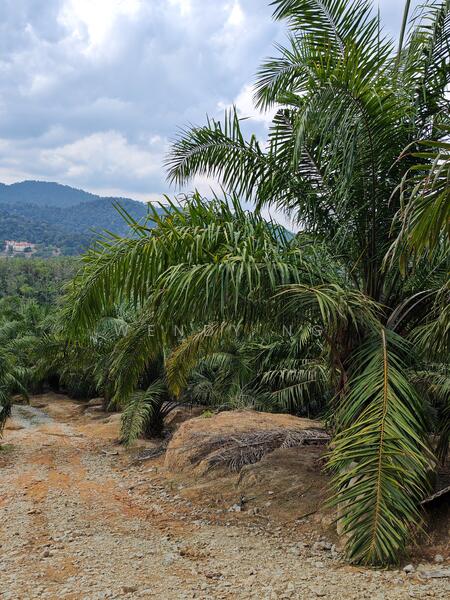 Agricultural Land for Sale in Kampung Parit (Kuala Pilah) - Wendy Ng - Exterior - PropertyGuru.com.my