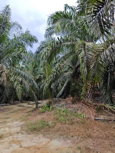 Agricultural Land for Sale in Kampung Parit (Kuala Pilah) - Wendy Ng - Exterior - PropertyGuru.com.my