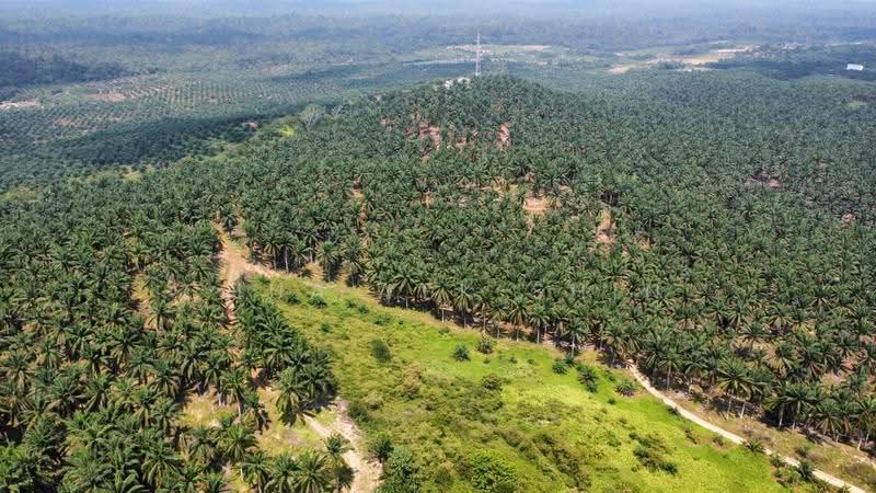 Agricultural Land for Sale in Kampung Muhibbah (Paloh) - Chua Yek Shin - Exterior - PropertyGuru.com.my