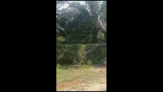 Palm oil, 7 years, freehold, Rembau, Negeri Sembilan untuk Untuk Dijual - RM 19,220,000, Apr 2026 - PropertyGuru.com.my