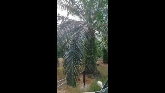 Tanah Pertanian untuk Dijual di Kampung Jimah Baru (Jimah) - David Cheok - PropertyGuru.com.my