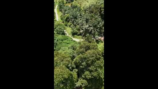 Agricultural Land for Sale in Kampung Jerlun (Kuala Kangsar) - Cherie Chong - PropertyGuru.com.my