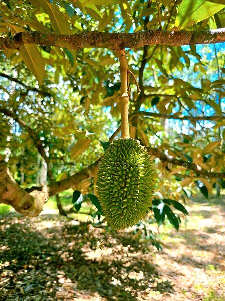 Agricultural Land for Sale in Kampung Jerlun (Kuala Kangsar) - Cherie Chong - Garden - PropertyGuru.com.my