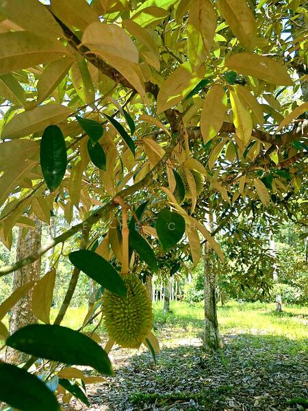 Agricultural Land for Sale in Kampung Jerlun (Kuala Kangsar) - Cherie Chong - Garden - PropertyGuru.com.my