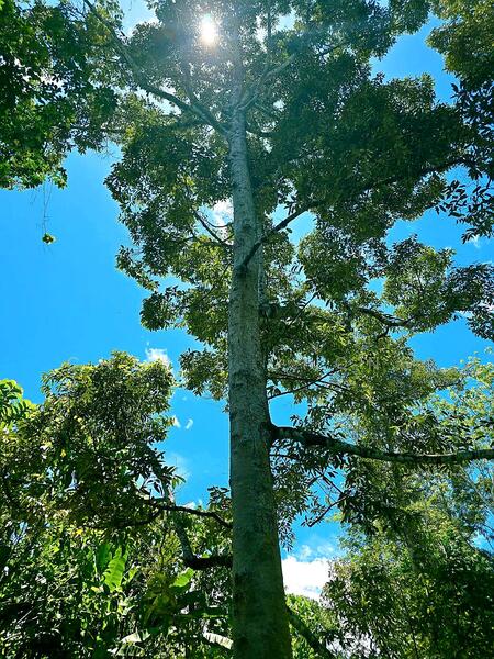 Agricultural Land for Sale in Kampung Jerlun (Kuala Kangsar) - Cherie Chong - Exterior - PropertyGuru.com.my