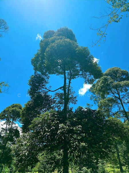 Agricultural Land for Sale in Kampung Jerlun (Kuala Kangsar) - Cherie Chong - Exterior - PropertyGuru.com.my